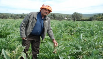 Urla enginarında yüzde 50 verim düşüklüğü