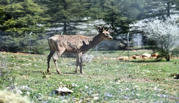 Doğal Yaşam Parkı’ndaki kızıl geyiklerin yeni yuvası Spil Dağı oldu