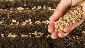 Bornova’dan tarıma 4,5 milyon Atalık tohum ve fide desteği