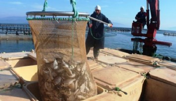 Küresel ısınma, balık türleri ve stoklarını azalttı
