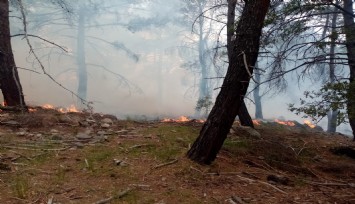 İzmir'de iki ilçede orman yangını