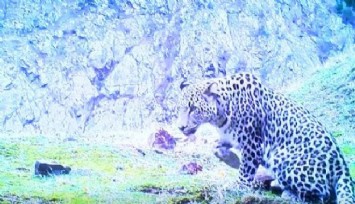 Anadolu leoparı tekrar görüldü