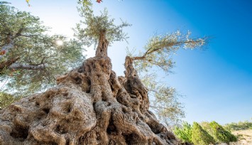 Fuar İzmir’de zeytinyağı müzayedesi