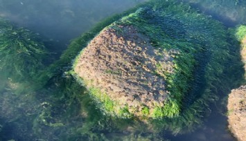 İzmir'de deniz marulları tekrar ortaya çıktı
