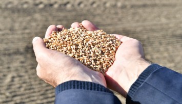 İzmir Büyükşehir, buğdayın kilosunu 10 liradan alacak