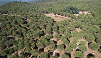 Çam fıstığını 'böcekler' kurtaracak