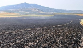 Manisa'da 2 bin dönüm ekili arazi yandı  