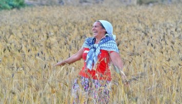 İzmir’de karakılçık buğdayı eken üreticinin yüzü iki kat fiyatla güldü
