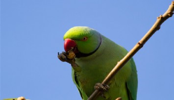 Yeşil papağanlar için istilacı tür kararı