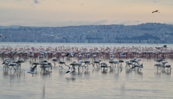 İzmir’in ilk flamingo belgeseli 10 festivalde ödüle aday