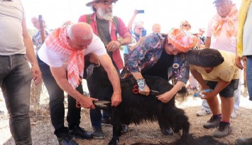 Karaburun dağlarında “Kırkım” coşkusu   