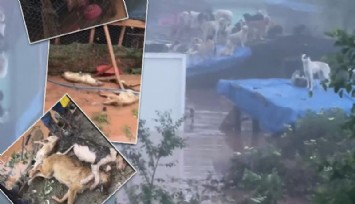 Selde kilitli kalan 56 köpek boğularak can verdi