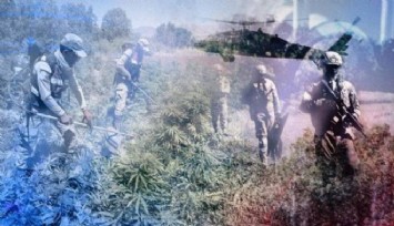 6 milyon kök kenevir ele geçirildi