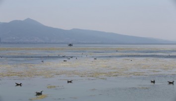 İzmir'de Bostanlı sahilinde yosun tabakası oluştu