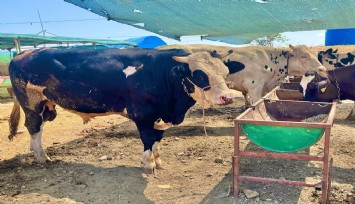 İzmir'de kurban kesim fiyatları açıklandı