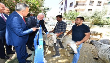 İzmir Büyükşehir Belediyesinin küçükbaş üreticisine desteği sürüyor