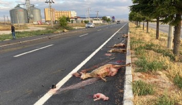 Otomobilin çarptığı hamile koyunun karnındaki kuzu dışarı fırladı: Sürünün içine dalan araç 19 koyunu telef etti  