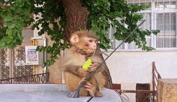 İzmir’de başıboş gezen maymun koruma altına alındı