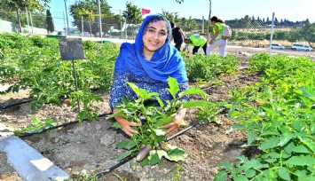 Kadifekale Bostanı'nda hasat başladı