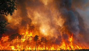 'Yangınlarla ülke ormanlarının yüzde 65'i yok oldu'