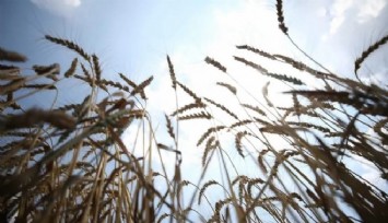 AB tahıl üretiminde büyük düşüş