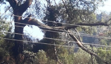 Marmaris'teki yangının nedeni, kırılan dal