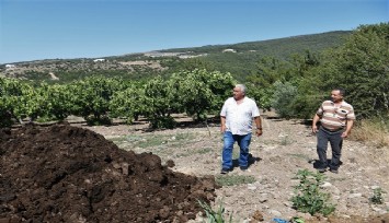 Bornova Belediyesinden örnek proje: Kurban satış yerlerinden toplanan gübreler çiftçinin tarlasına bereket getirdi   