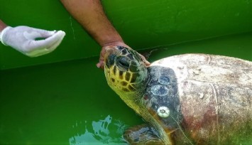 İzmir’de yaralanan caretta caretta Aydın’da tedavi edildi