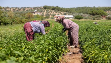Buca’da üreticinin ilk hasat coşkusu