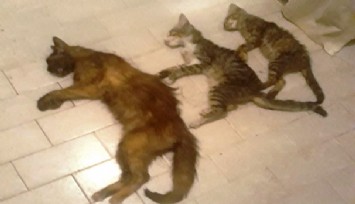 Manisa’da kedi ve köpek katliamı: 15’e yakını öldürüldü  