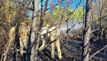 Bornova'da orman yangını