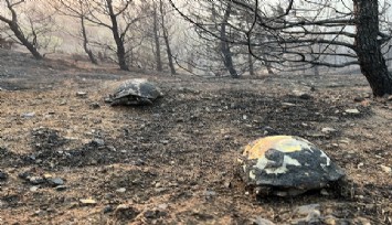 Manisa’da çıkan orman yangını kısmen kontrol altında: Talihsiz kaplumbağalar alevlerden kaçamadı