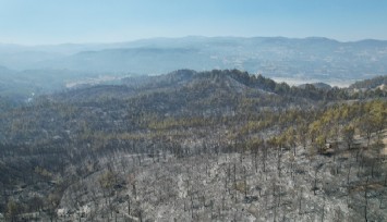 Yangın sonrası acı manzara: 100 hektar alan siyaha büründü 