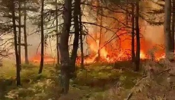 Antalya ve Tokat'ta orman yangını