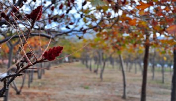 İzmir’de hava sıcaklıklarında düşüş: Sonbahara giriş