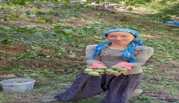 Ege’de ceviz hasadı başladı