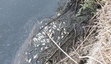 Bakırçay'da toplu balık ölümü korkuttu