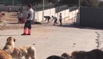 Konyadaki barınak köpeklerini katleden şahıslara tahliye kararı verildi