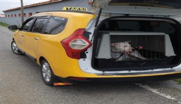 İzmir'de hayvan dostu taksi