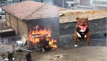 Köpeği kulübesiyle birlikte yakan sanığa ‘iyi hal’ indirimi  