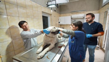 Depremzede köpek İzmir’de yaşayacak