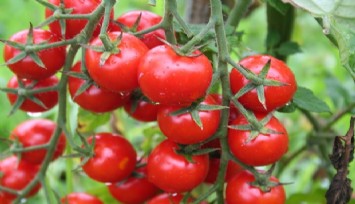 Egeli ihracatçılar uyardı: O yasak kalkmazsa tüketici domatesi 100 liraya bile yiyemez
