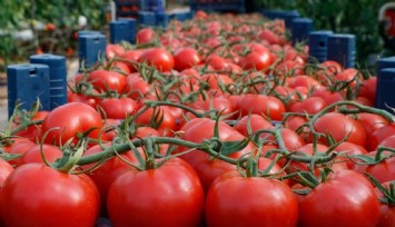 İhracat şampiyonu taze domatese getirilen ihracat yasağına 50 kurum itiraz etti yasak kalktı