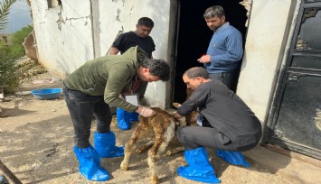DEÜ'lü uzmanlardan deprem bölgesinde şap virüsü uyarıları