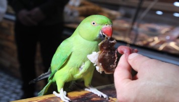 Kilosu 22 bin liraya satılan ete düşkün olan papağan, görenlerin ilgisini çekiyor