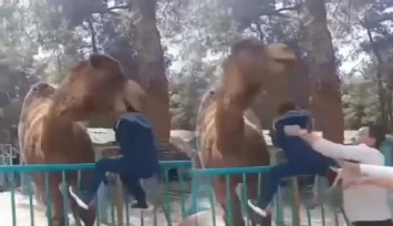 Deveye fazla yaklaşan çocuk canını zor kurtardı