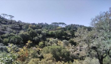 Ege'nin amazonlarına taş ocağı darbesi