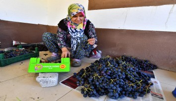 İzmir Büyükşehir Belediyesi 10 ton Kavacık Üzümü dağıtacak: Yerel tarımı ve çiftçilerimizi destekliyoruz