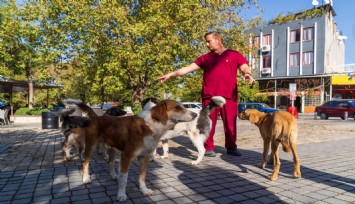 İzmir’de sahipsiz köpeklerin sayımı başladı: Önce 11 merkez ilçede çalışma yapılacak