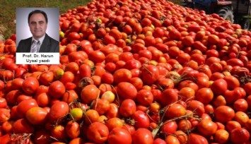 Salçalık domateste yine aynı sorun!!!